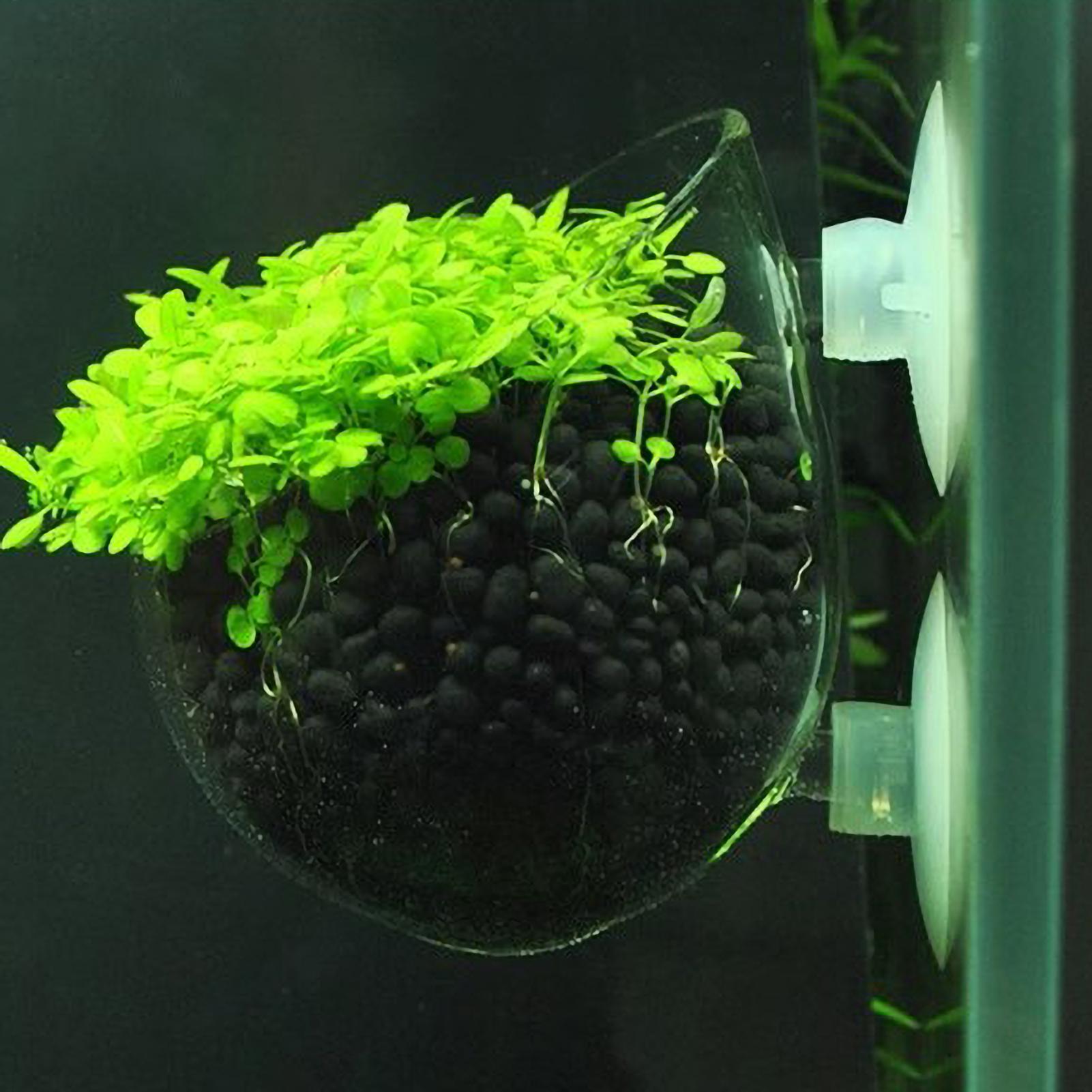 Aquarium Plants Live - Aquarium Plant Holder Glass Aquatic Plant