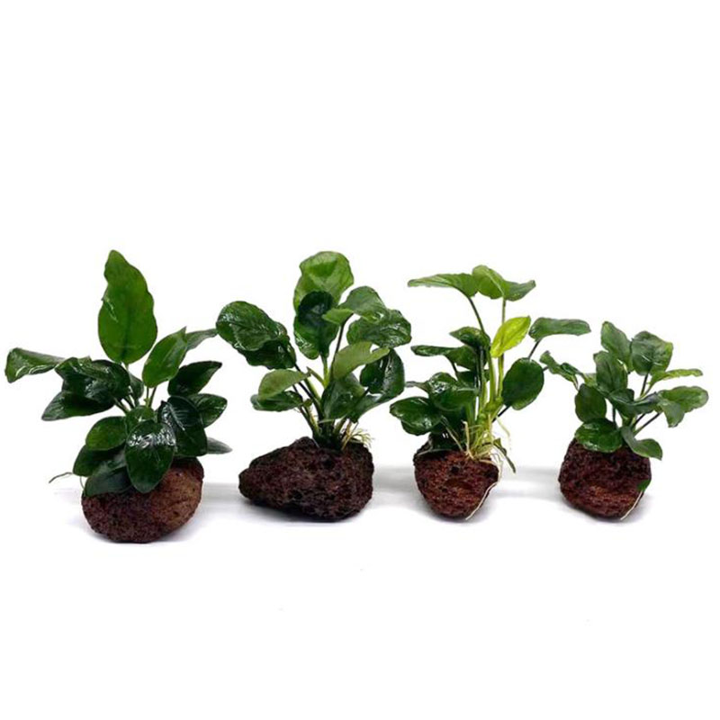 Volcanic Aquarium Decoration F - Aquarium Planted Tank Filter ulasan dan harga