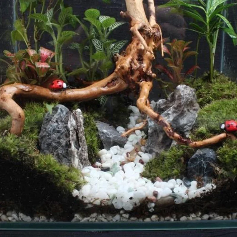 Natural Tree Trunk Driftwood A - Aquarium Driftwood ulasan dan harga