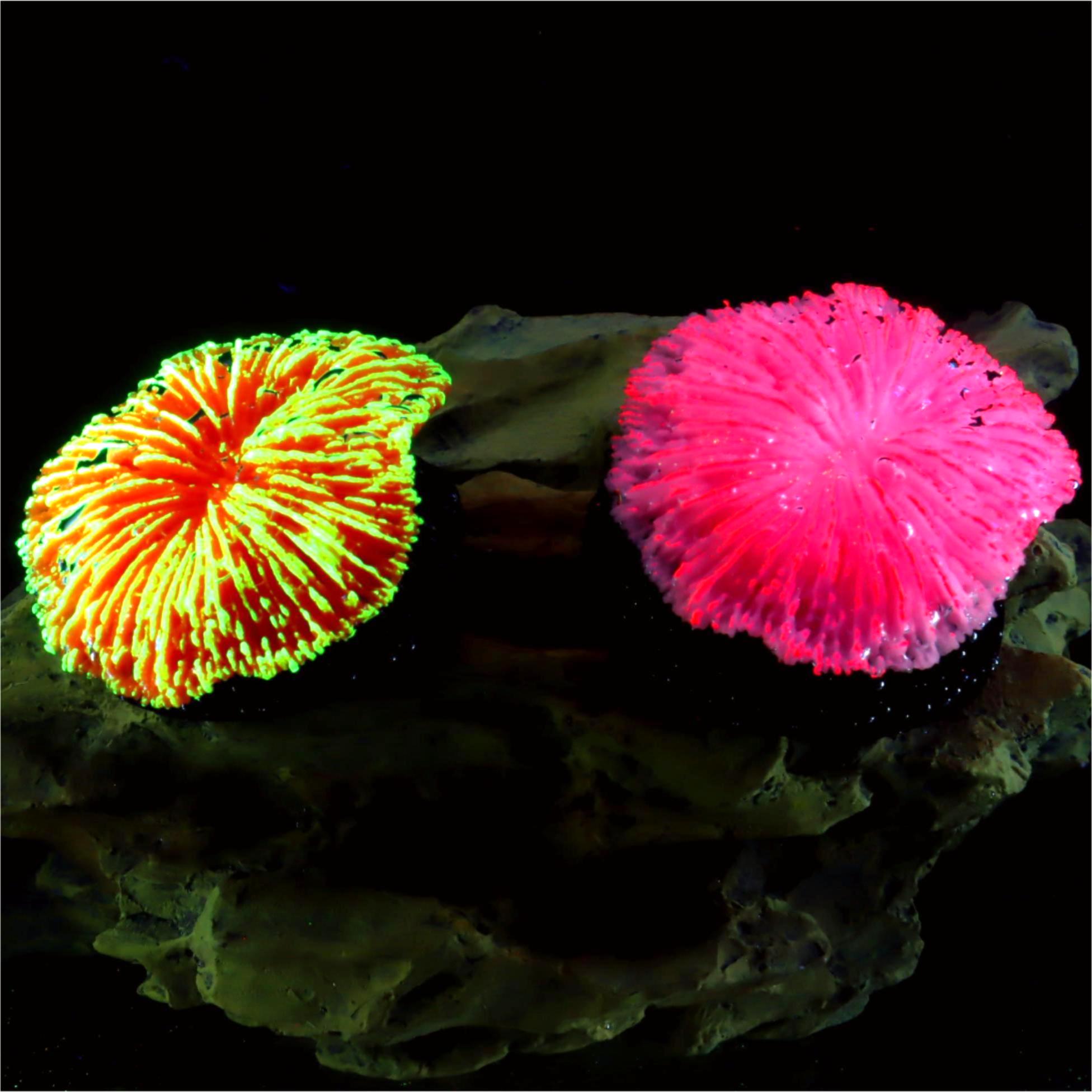 1 Piece Aquarium Decoration Sa - Live Plant Aquarium ulasan dan harga