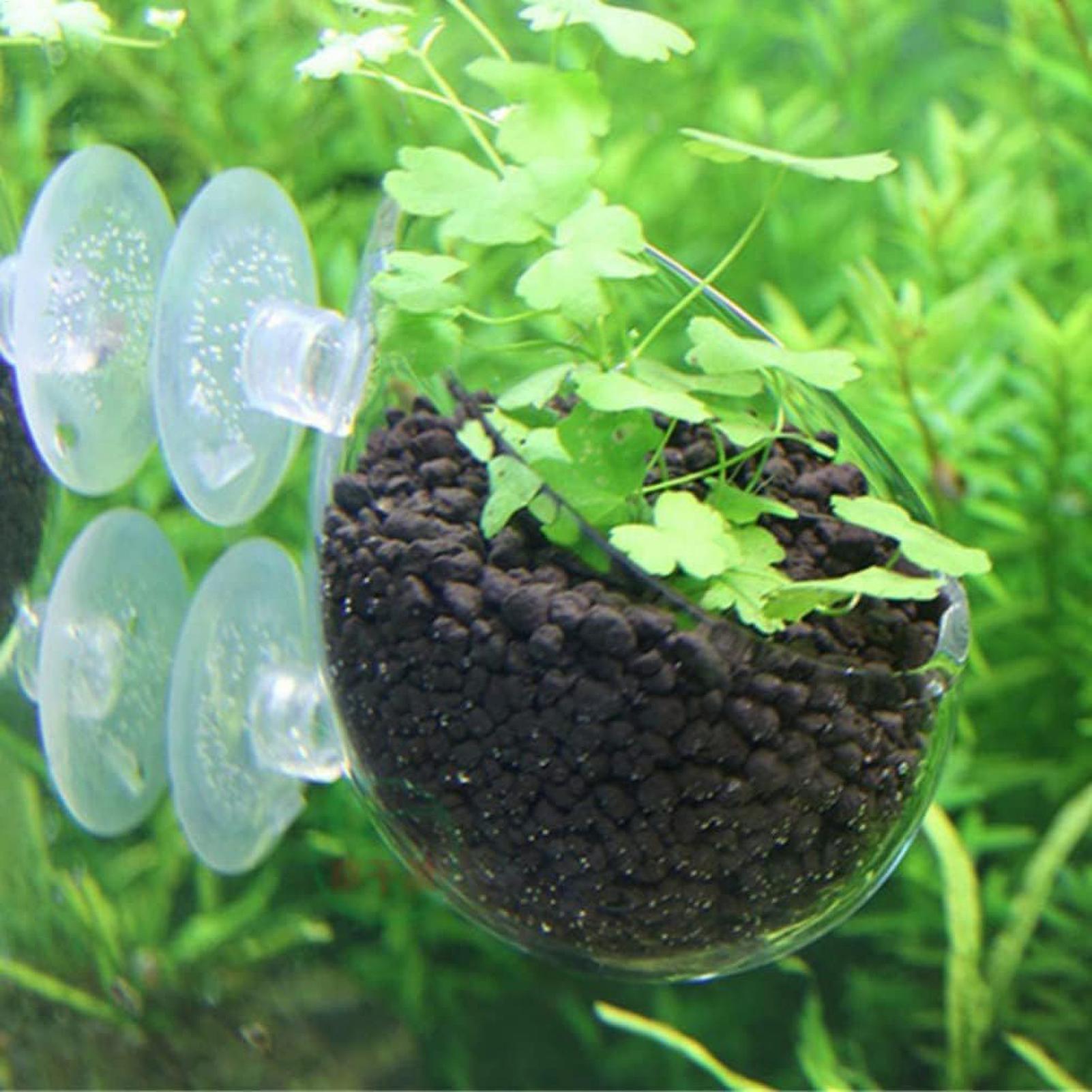 Aquarium Plant Holder Glass Aq - Aquarium Plants Live ulasan dan harga