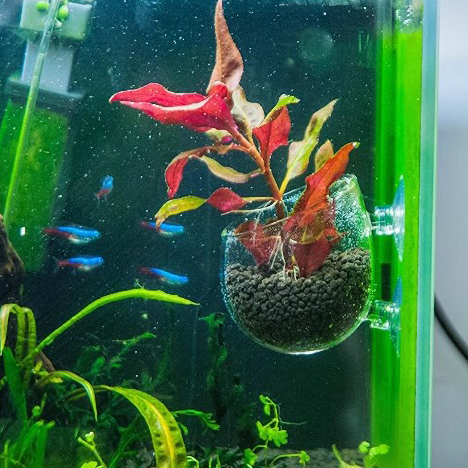 Aquarium Plant Holder Glass Aq - Aquarium Plants Live ulasan dan harga