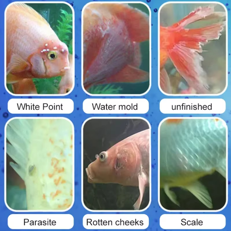 SIKEZHAN Fish Disease Treatmen - Aquarium Liquid Carbon ulasan dan harga