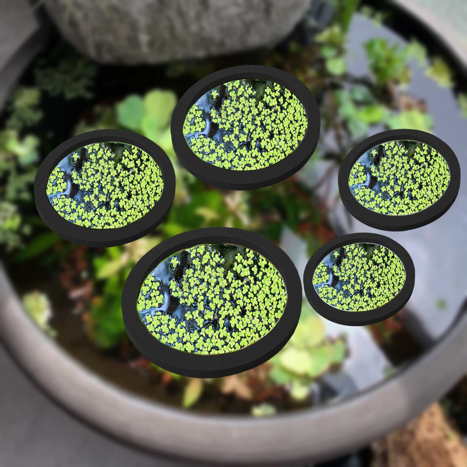 5Pcs EVA Fish Feeding Ring Aqu - Planted Tank ulasan dan harga