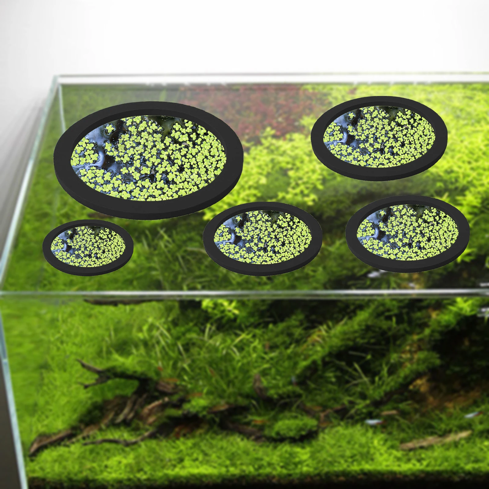 5Pcs EVA Fish Feeding Ring Aqu - Planted Tank ulasan dan harga