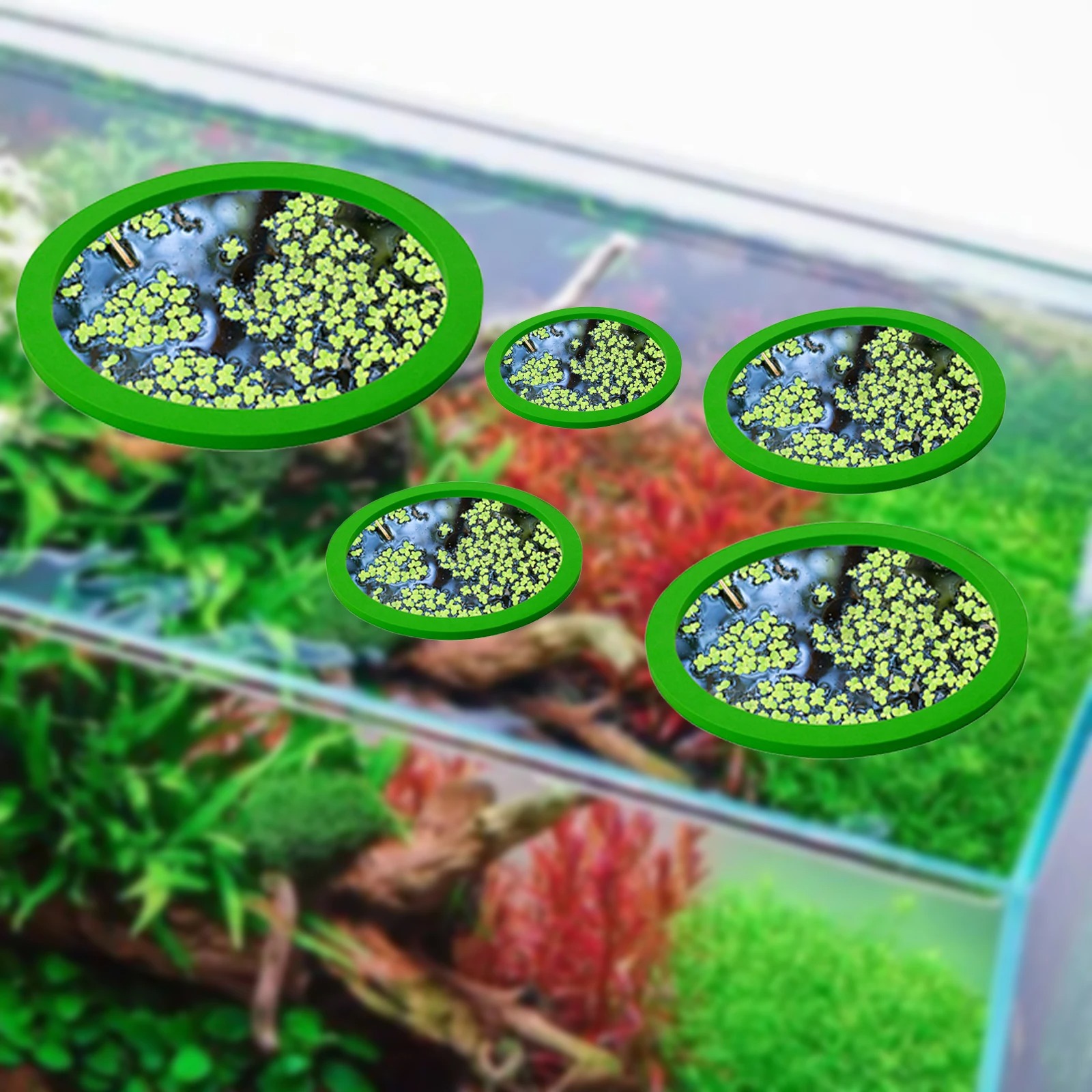 5Pcs EVA Fish Feeding Ring Aqu - Planted Tank ulasan dan harga