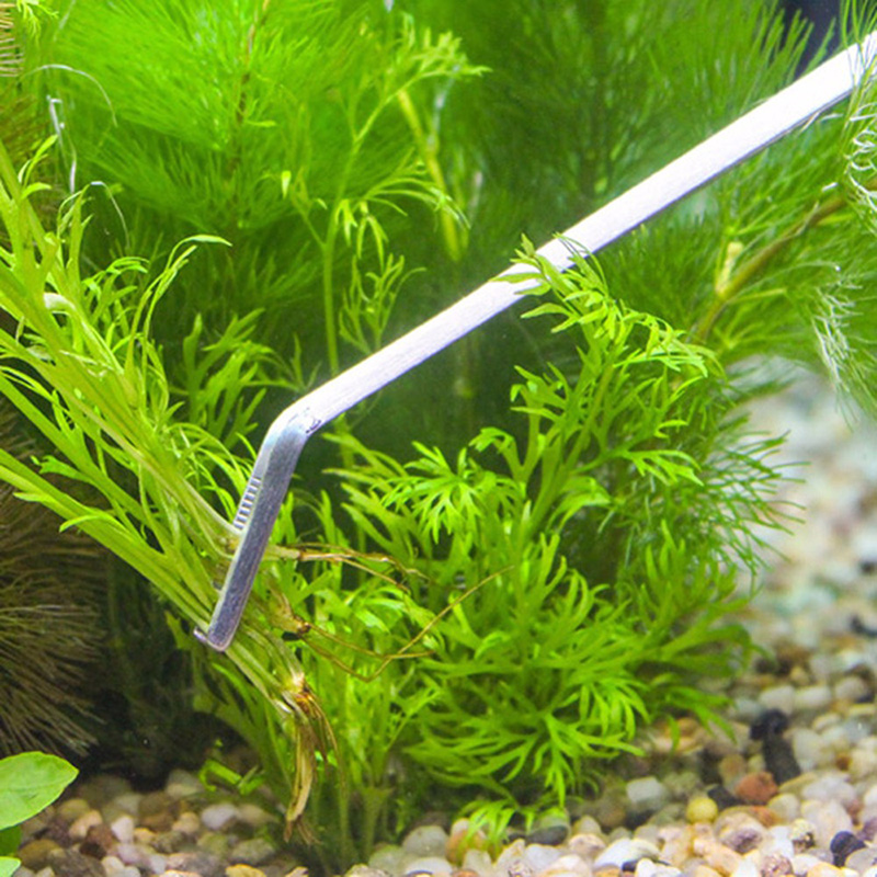 Professional Aquarium Maintena - Aquarium Plants Live ulasan dan harga