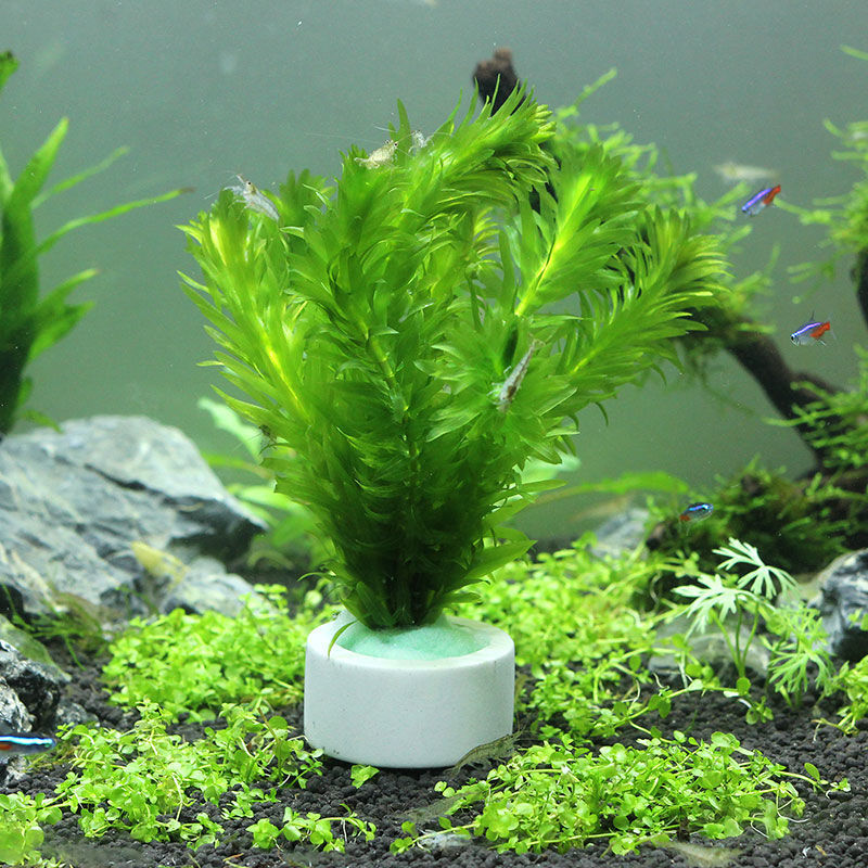 Aquarium Decoration Ceramic Ri - Plant Aquarium Pot ulasan dan harga