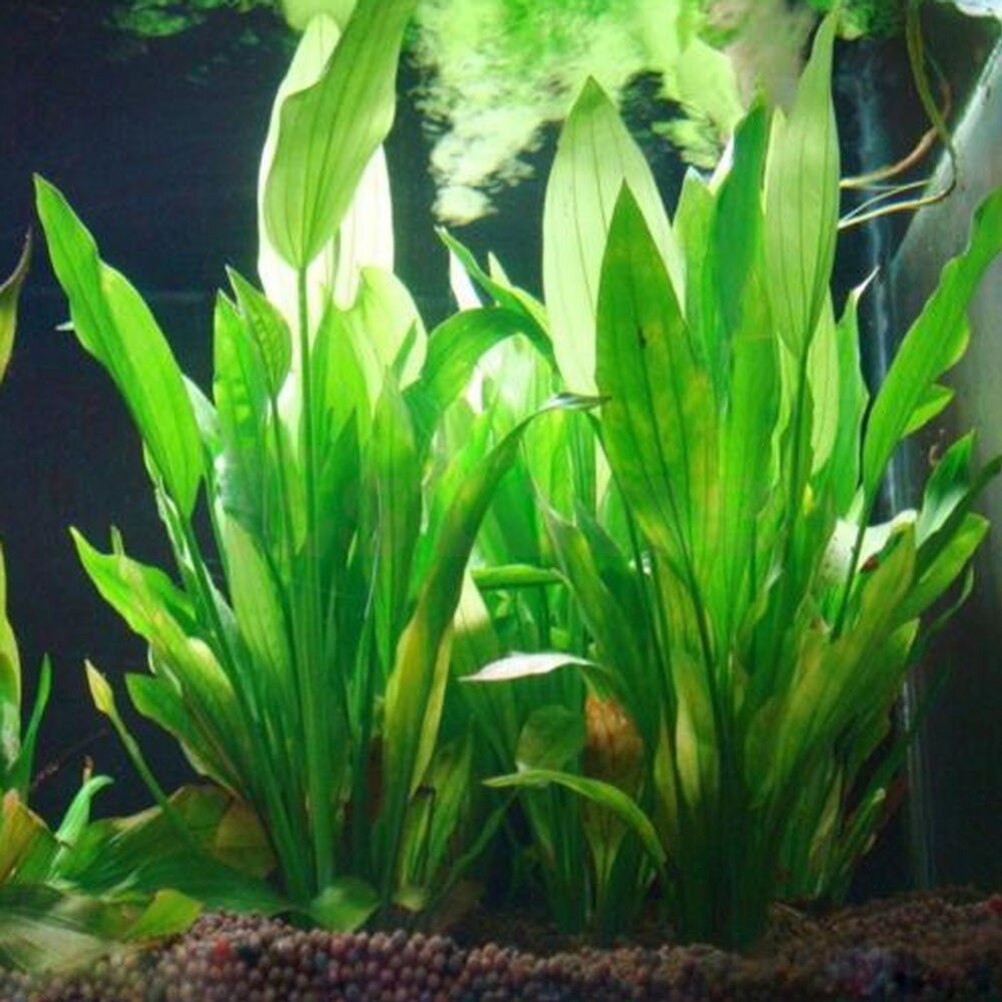 15cm Artificial Aquarium Decor - Aquarium Plants Live ulasan dan harga