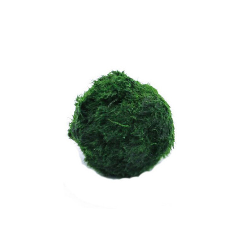 Marimo Moss Balls Live Aquariu - Live Plant Aquarium ulasan dan harga