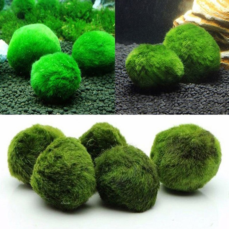 Marimo Moss Balls Live Aquariu - Live Plant Aquarium ulasan dan harga