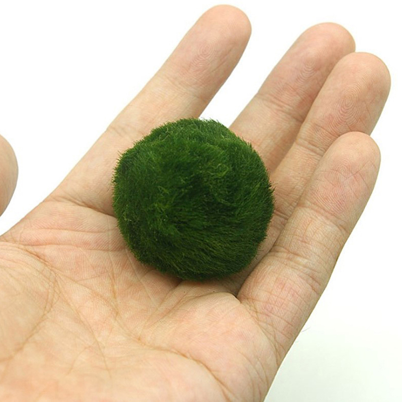 Marimo Moss Balls Live Aquariu - Live Plant Aquarium ulasan dan harga