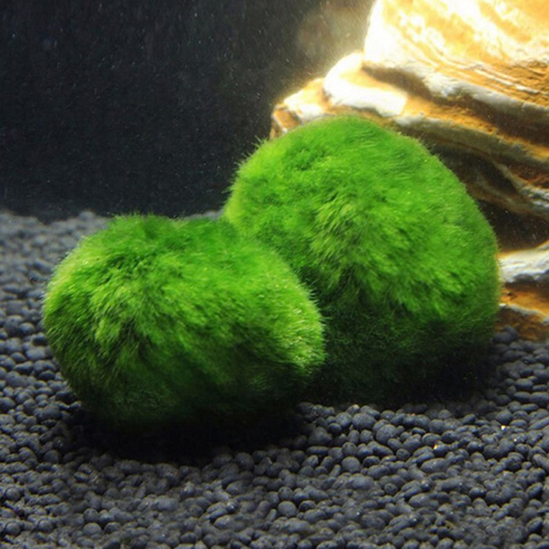 Marimo Moss Balls Live Aquariu - Live Plant Aquarium ulasan dan harga