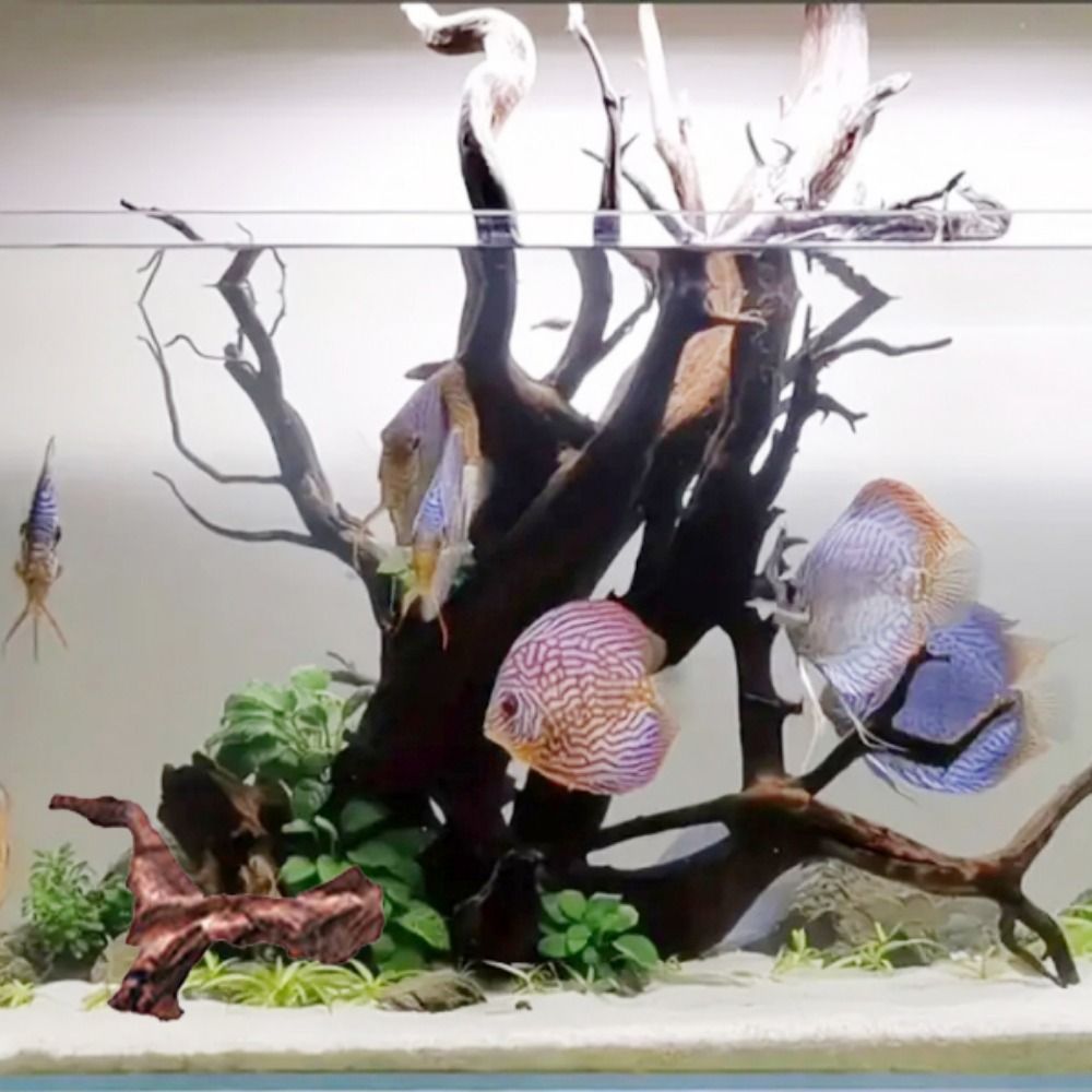 Creative Irregular Shape Coral - Aquarium Driftwood ulasan dan harga