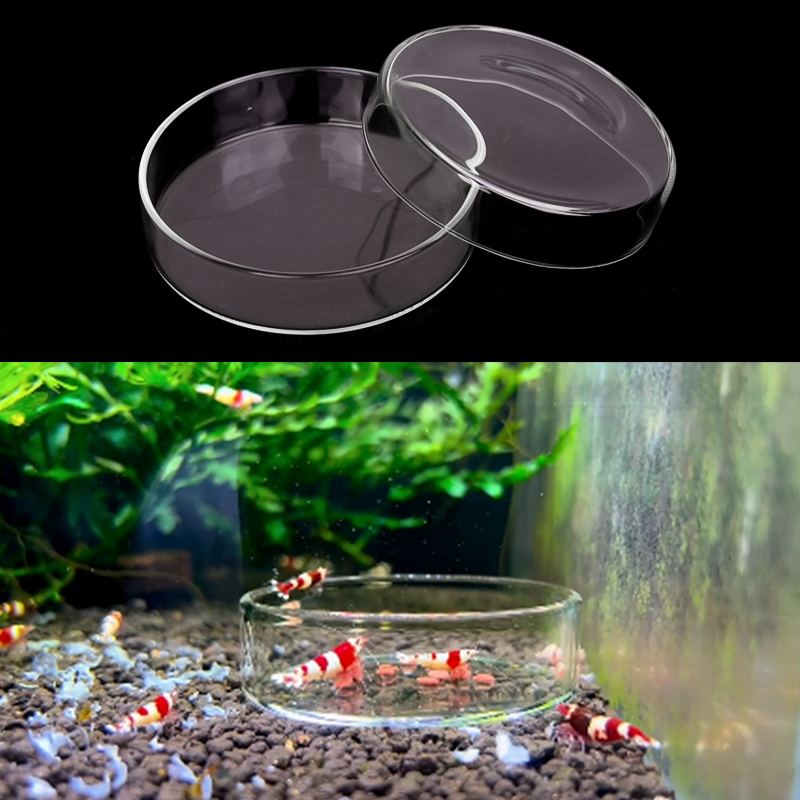 Shrimp Feeding Dish High Trans - Aquarium Fertilizer ulasan dan harga