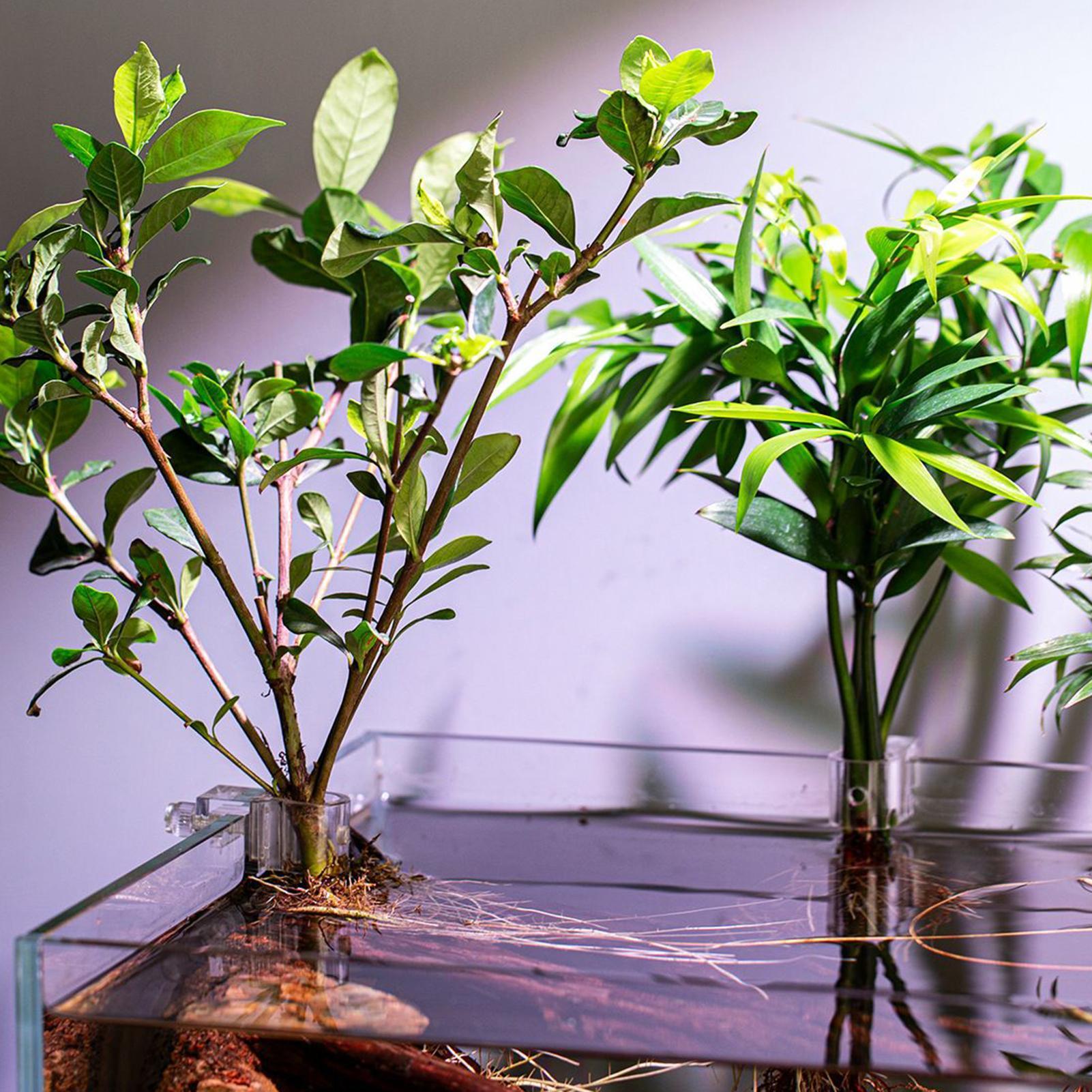 6pcs Aquarium Plant Holders Cl - Aquarium Plants Live ulasan dan harga