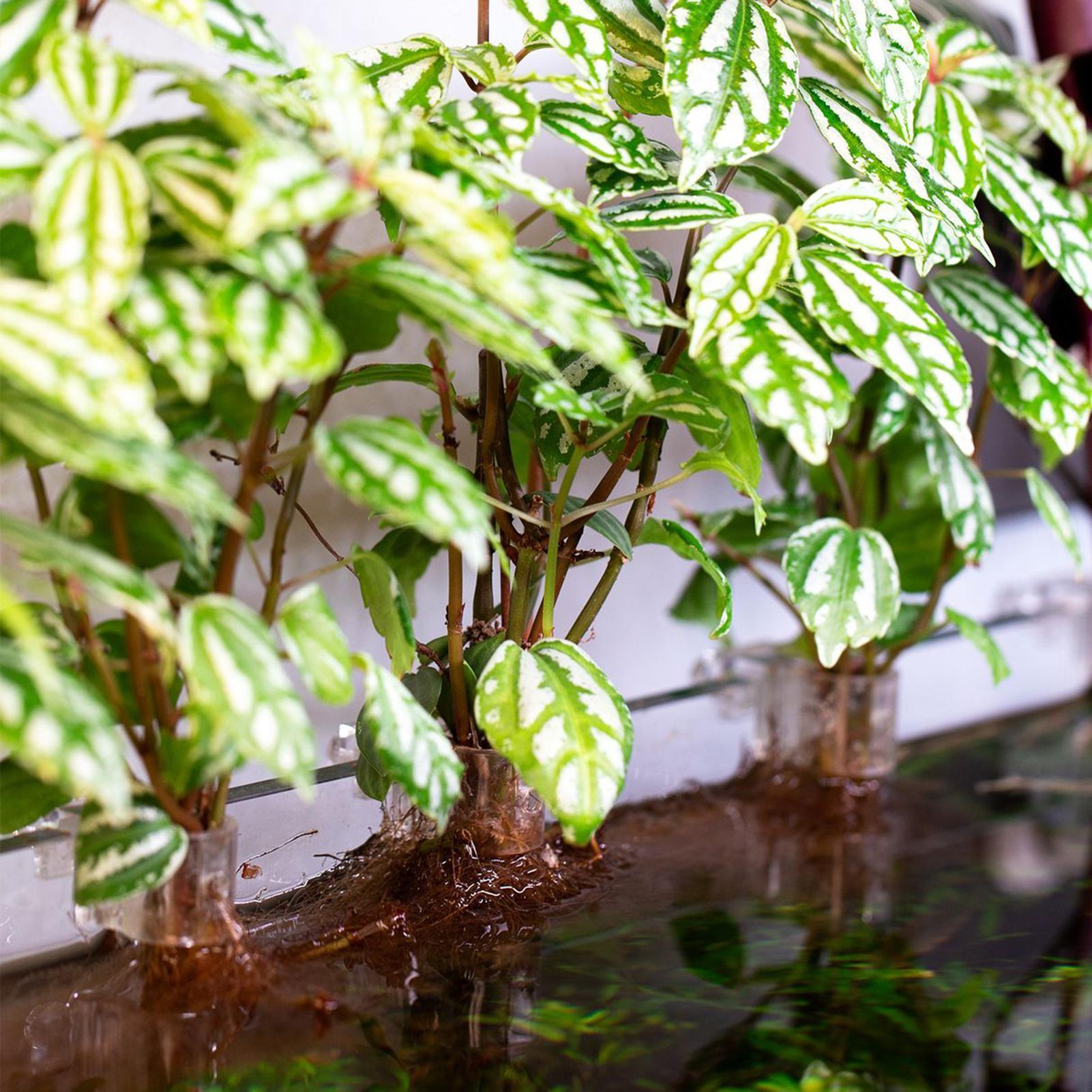 6pcs Aquarium Plant Holders Cl - Aquarium Plants Live ulasan dan harga