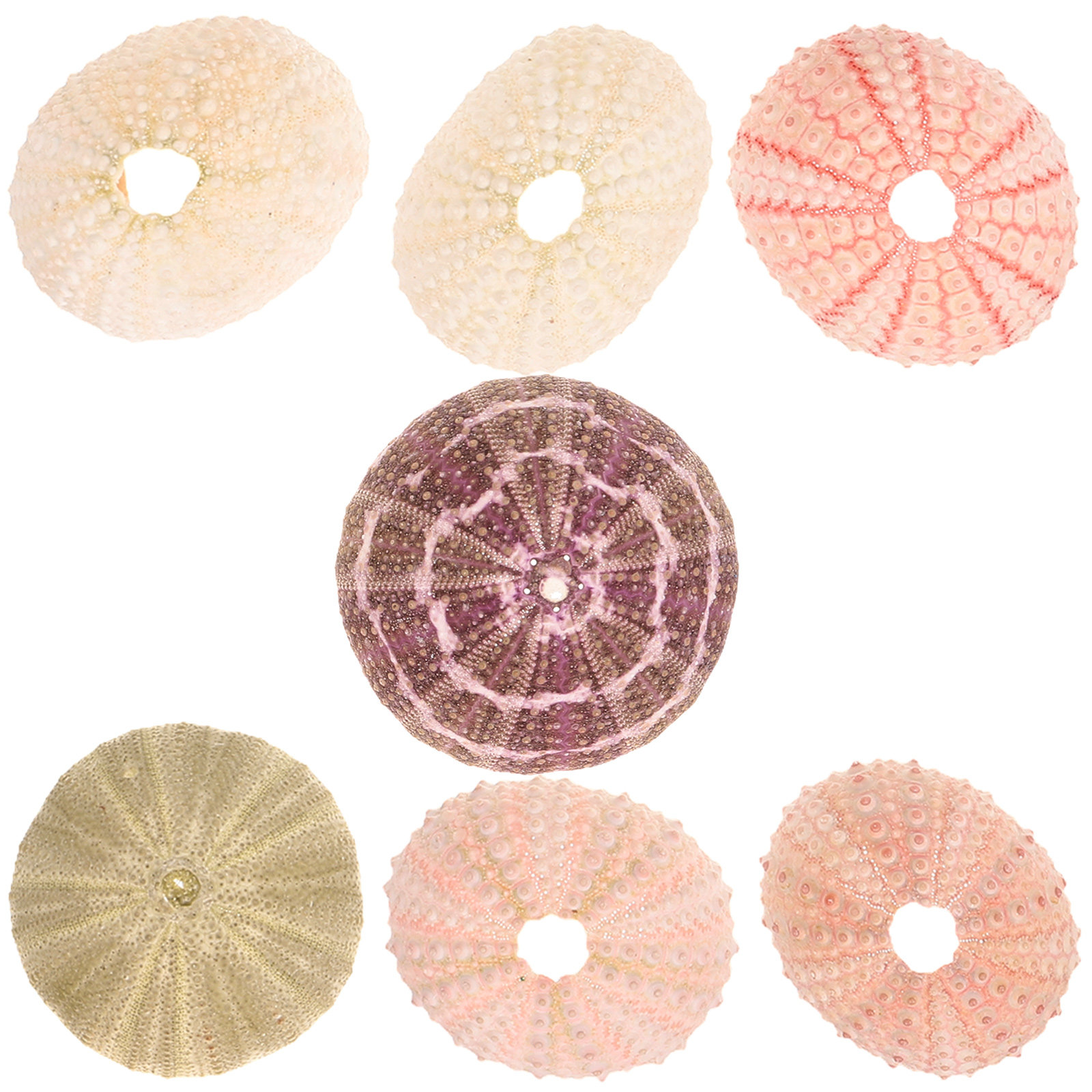 7Pcs Sea Urchin Shells Decorat - Aquarium Plant Holder ulasan dan harga