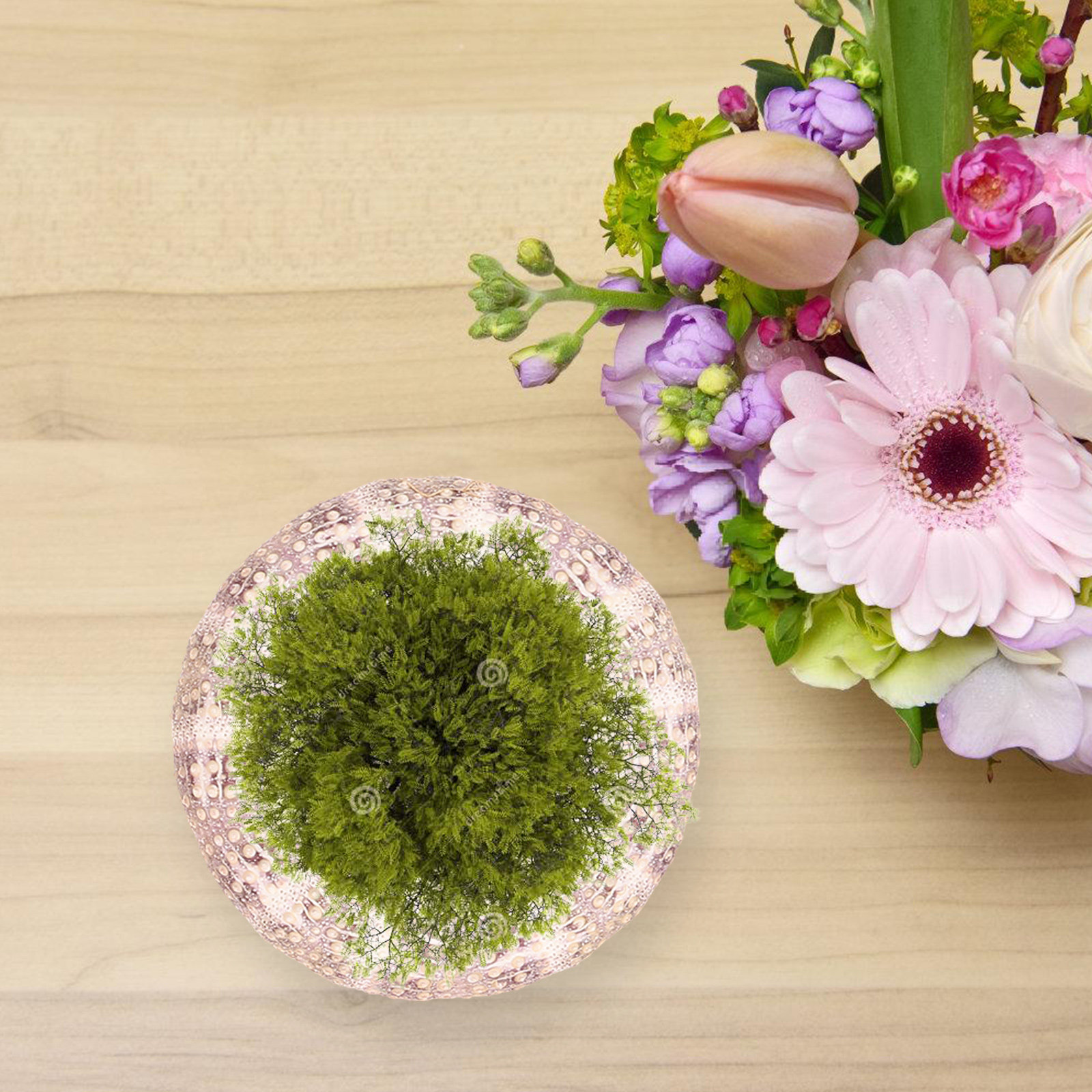 7Pcs Sea Urchin Shells Decorat - Aquarium Plant Holder ulasan dan harga