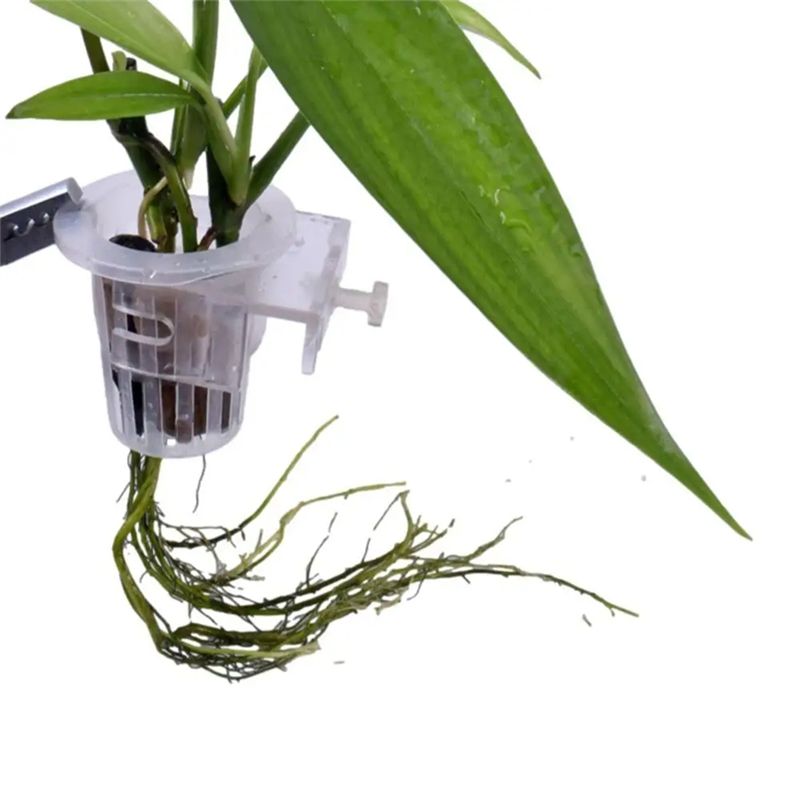 A7THK-2Pcs Transparent Hanging - Aquarium Plant Holder ulasan dan harga