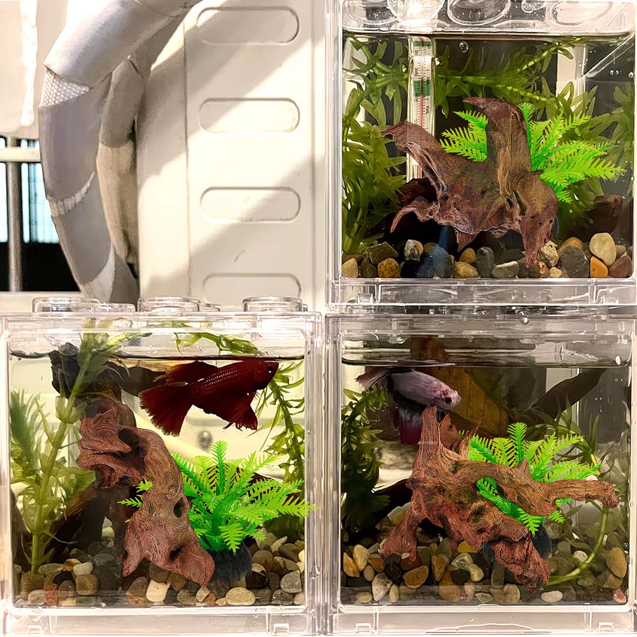 5-10CM Natural Sinkable Driftw - Aquarium Driftwood ulasan dan harga