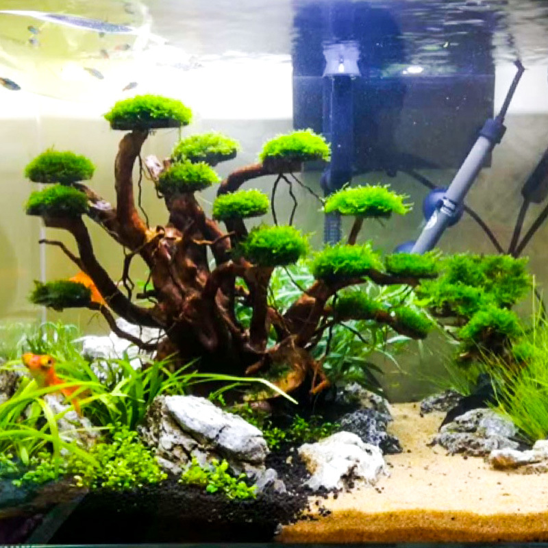 Aquarium Landscaping Moss Tree - Aquarium Driftwood ulasan dan harga