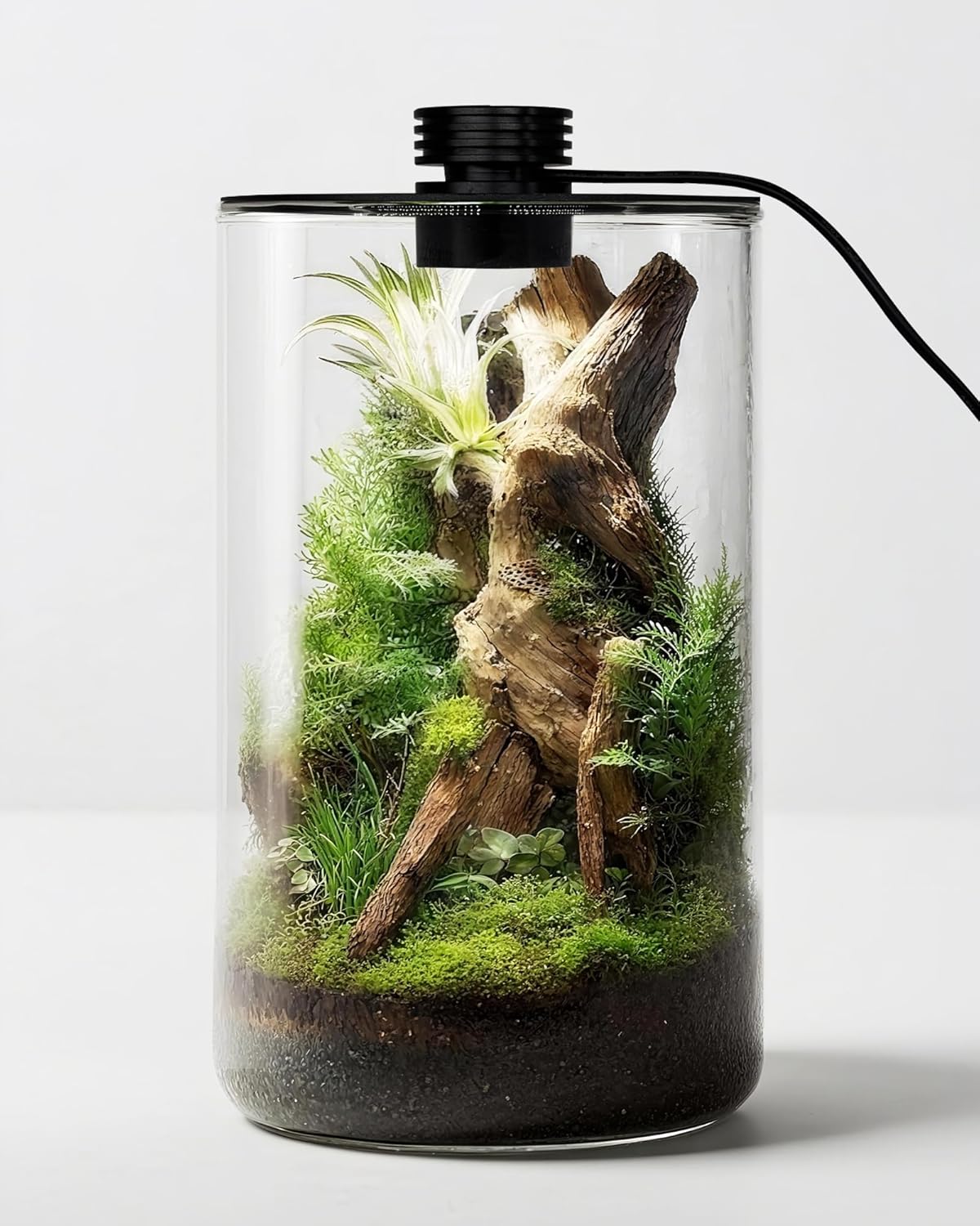 Indoor Glass Terrarium with Gr - Planted Tank ulasan dan harga