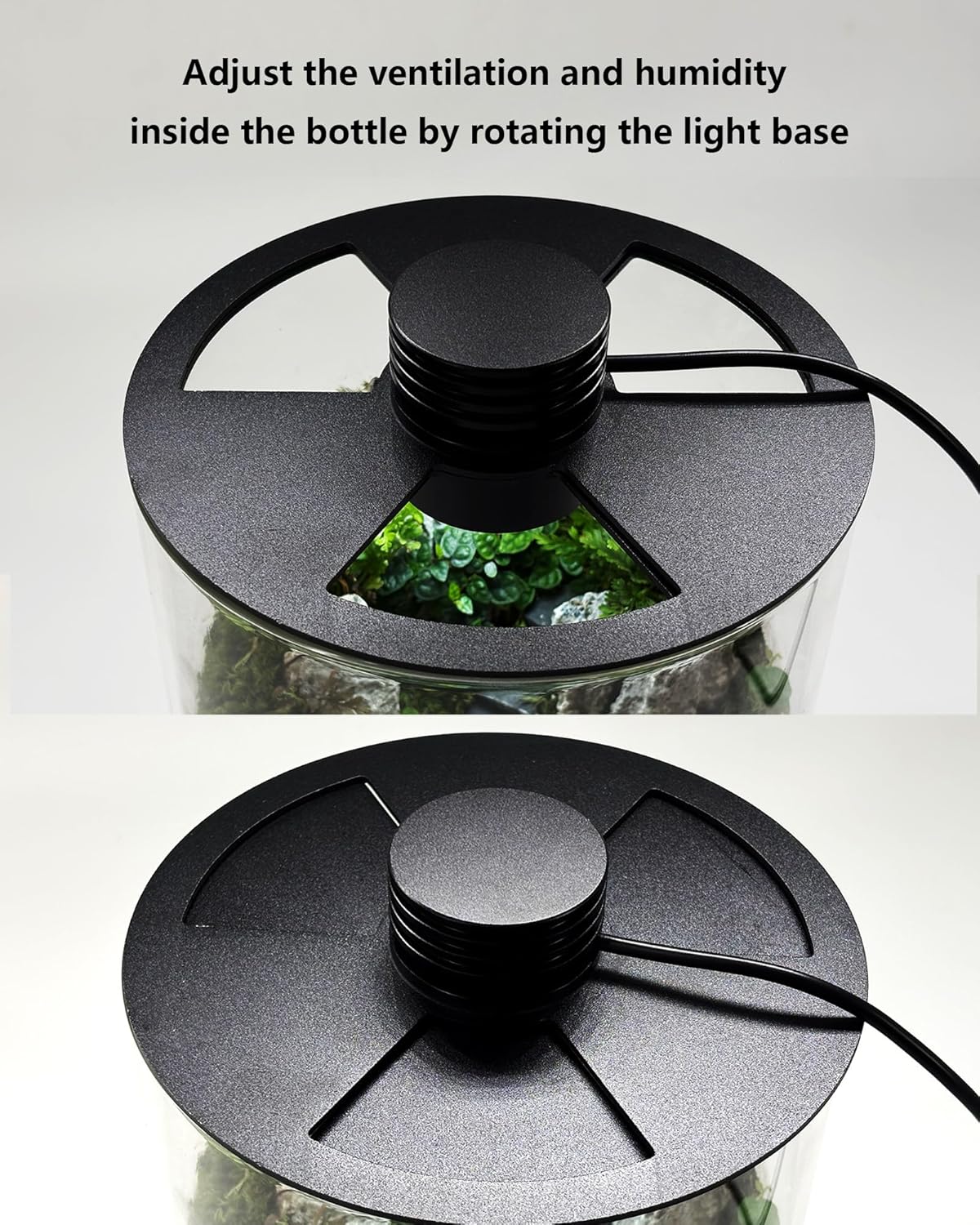 Indoor Glass Terrarium with Gr - Planted Tank ulasan dan harga