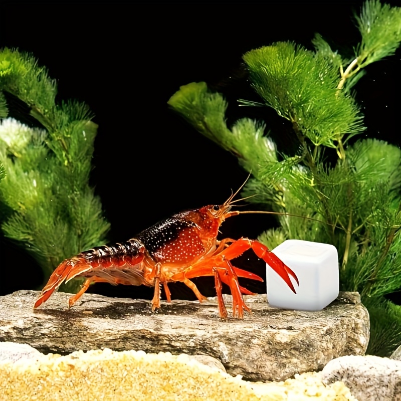 6 Pcs Fish Tank Calcium Block  - Aquarium Plants Live ulasan dan harga