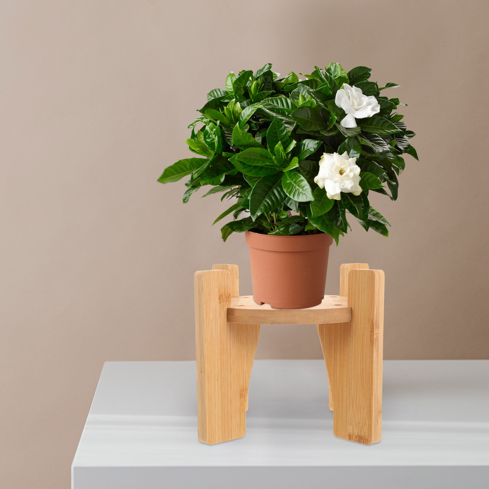 Wooden Drink Dispenser Stand R - Planted Tank ulasan dan harga